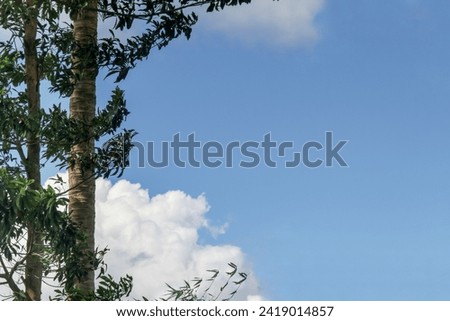 blue sky, white clouds with trees in the foreground, can be used as a background.