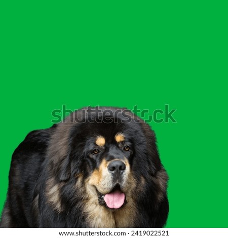Black Tibetan Mastiff on the green background. rare breed.a large size Tibetan dog breed. Its double coat is medium to long, subject to climate, and found in a wide variety of colors.use for edit,arts