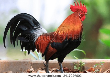 The Sri Lankan Junglefowl is a vibrant bird species, featuring stunning plumage with colorful hues, endemic to Sri Lanka's diverse landscapes.




 Royalty-Free Stock Photo #2419029603