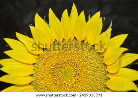 Bursting with golden brilliance, the sunflower's vibrant petals radiate around a bold, circular core, embodying the essence of sunshine and exuberance in nature.