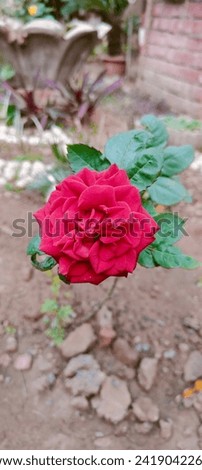 Red rosh 🌹my imeges high quality hd pic my garden is butiful flower hubby 😍 Royalty-Free Stock Photo #2419042265