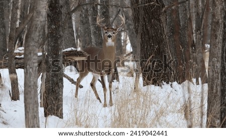 A white-tailed deer standing in a forest
