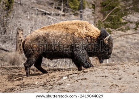 Close up picture of bison stomping on the ground
