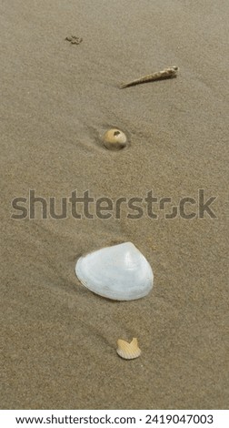 this is a picture of seashells on the beach