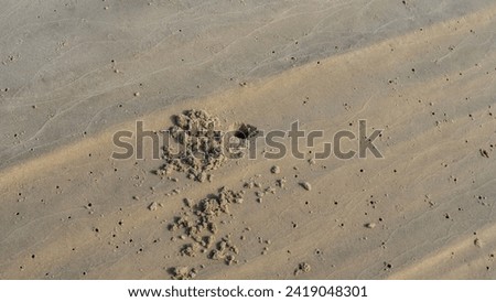 On the seabed exposed at low tide, minks dug by crabs are visible. There are piles of sand next to the holes. The background is a wet wavy sandy surface. View from above. Close-up. Madagascar