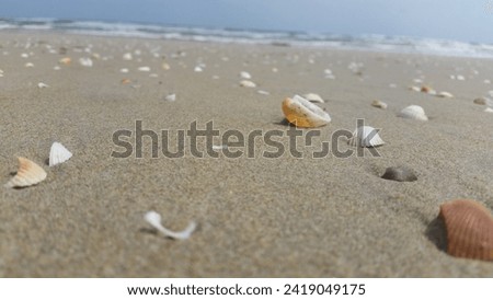 this is a picture of a seashells on the beach