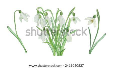Set of hand drawn snowdrops.  Watercolour spring flowers. For stickers, greeting cards, invitations, banners, posters, textiles, backgrounds, etc.