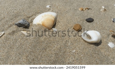 this is a picture of seashells on the beach