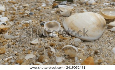 this is a picture of seashells in the beach