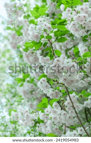 Delicate white blossoms adorn fruit tree branches, exuding pure elegance and tranquillity. Perfect for enhancing spring-themed designs and creating serene atmospheres.