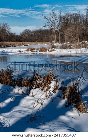 Dried up shoreline plants from the last summer line the winter banks of the East Branch, DuPage River, Churchill Woods Forest Preserve, DuPage County, Illinois Royalty-Free Stock Photo #2419055487