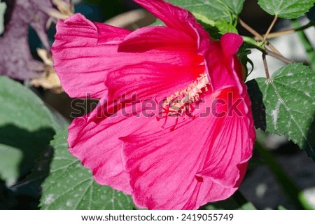 Hibiscus rosa-sinensis, Chinese rose. Hibiscus flower tea is known by many names and is served both hot and cold. The drink is known for its red color, tart taste and vitamin C content.