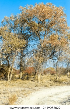 Explore the beauty of autumn landscapes with vibrant colors. Discover the unique Turanga tree. a symbol of perseverance and strength in harsh conditions. Royalty-Free Stock Photo #2419056029