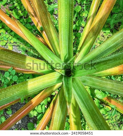 Pinapple plant picture from above