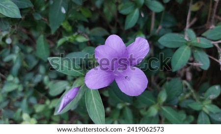 Photo of violet colored Barleria cristata flowers. The flower shape is like a trumpet and contains honey
