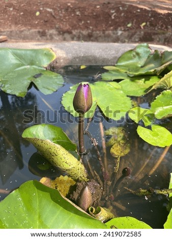Lotus in pond clear picture with nature.