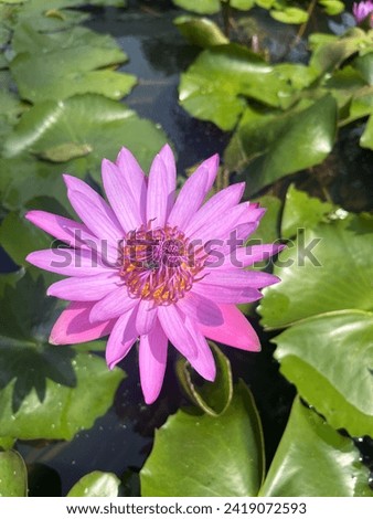 Lotus in pond clear picture with nature.