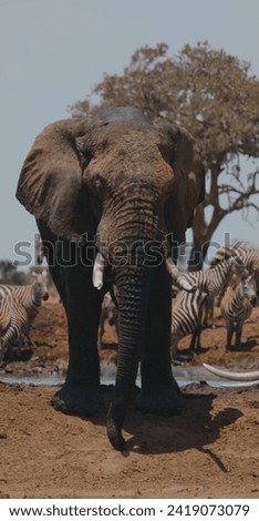 An elephant king with royal image glory,wild elephant 