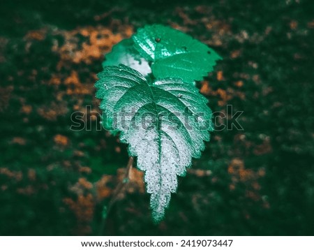 Beautiful green leaves on dirty wall 01