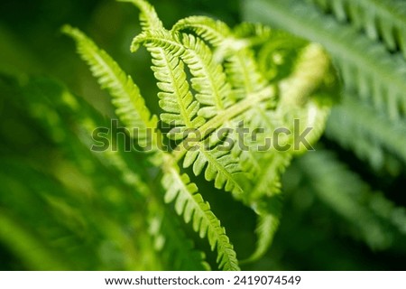 Feel the beauty and vibrancy of nature with fern leaves. Nature is art. Enjoy the beauty of green leaves. Radiate life and freshness with this vibrant fern leaf.