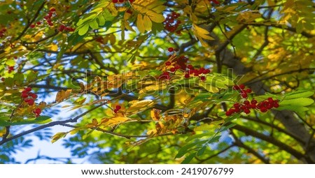 Autumn leaves on the branches of trees. Cascade tangerine red. From kaleidoscopic leaves. Creates a tapestry of autumn magic On the emerald carpet of the passing summer