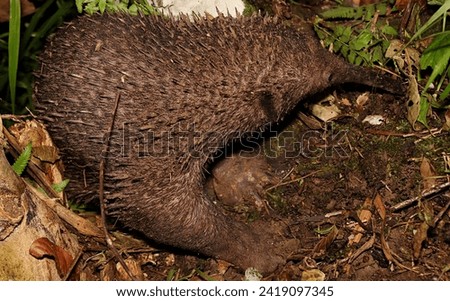 Long beaked Echidna, Zaglossus bruijnii, searching food in Indonesian New Guinea, one of the living mammals that lay eggs and the only surviving members of the order Monotremata. 
