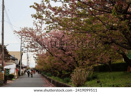 people walking among cherry blossoms in a Japanese cherry blossom park