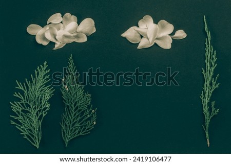 creative ideas from rose flower petals and plants, isolated on black background, copy space
