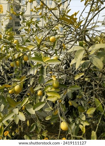 LEMONS TREE PICTURES AND LEMON GARDEN NATURE VIEW