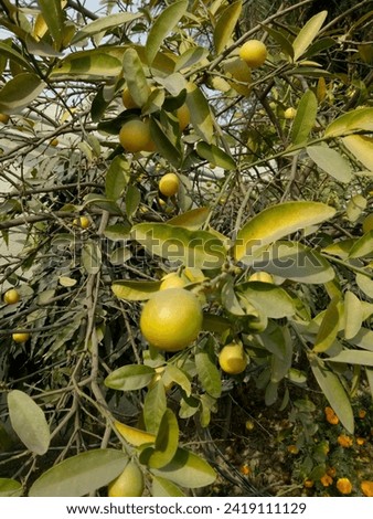 LEMONS TREE PICTURES AND LEMON GARDEN NATURE VIEW