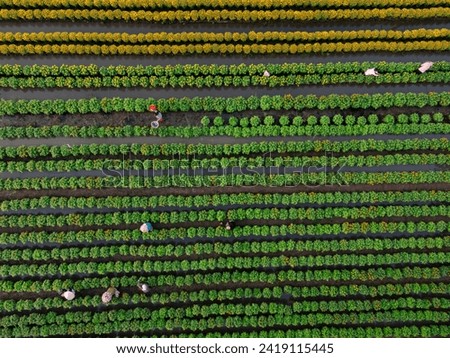 Aerial view of My Phong flower garden in My Tho, Vietnam. It's famous in Mekong Delta, preparing transport flowers to the market for sale in Tet holiday. The gardens are tourist destination