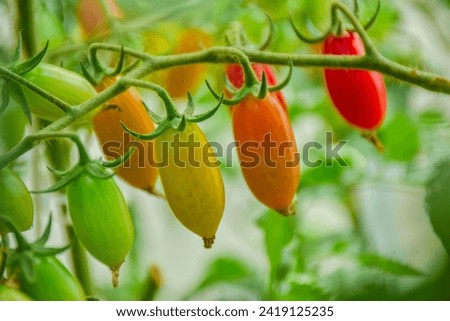 The cherry tomato is a type of small round tomato believed to be an intermediate genetic admixture between wild currant-type tomatoes and domesticated garden tomatoes. Royalty-Free Stock Photo #2419125235