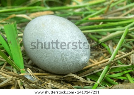 Oology. Mute swans (Cygnus olor) egg with a development pathology. The infundibular end has an abnormal narrowing (passes through the cloaca during egg laying). In nest Royalty-Free Stock Photo #2419147231