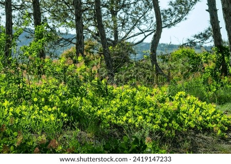 The spring green young leaves of the shrubs (Smoke Bush (Cotinus coggygria)) are illuminated by the low sun. Pine forest on the hills, bush undergrowth. The picture is in the contour Royalty-Free Stock Photo #2419147233