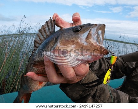 Trophy fishing. This European Perch (rivers perch) weighing 1.2 kilograms was caught spinning in the northern lake. Toothy mouth of a predatory fish Royalty-Free Stock Photo #2419147257