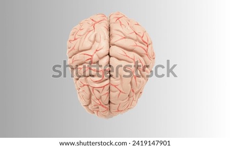 Realistic model of brain, outside view. 3D pink human cerebrum in cartoon style. Banner for medical applications, educational sites. Royalty-Free Stock Photo #2419147901