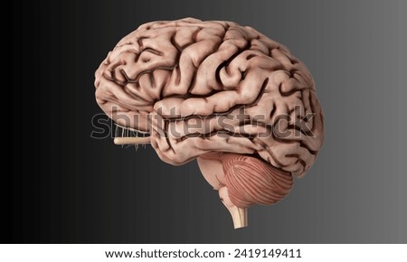 Realistic model of brain, outside view. 3D pink human cerebrum in cartoon style. Banner for medical applications, educational sites.  Royalty-Free Stock Photo #2419149411