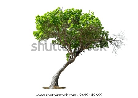 Cutout isolated tree for use as a raw material for editing work. isolated beautiful fresh green deciduous almond tree on white background with clipping path.