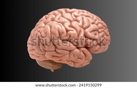 Realistic model of brain, outside view. 3D pink human cerebrum in cartoon style. Banner for medical applications, educational sites. Royalty-Free Stock Photo #2419150299