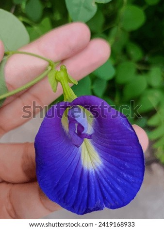 Clitoria ternatera is an endemic plant species native to the island of Ternate which belongs to the Fabaceae family