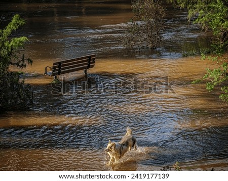 frisky dog jumps in floodwaters Royalty-Free Stock Photo #2419177139