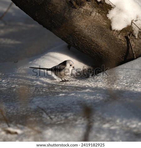 Long-tailed tit in  a winter on a ice at harsh conditions. (Aegithalos caudatus). Cute bird. Royalty-Free Stock Photo #2419182925