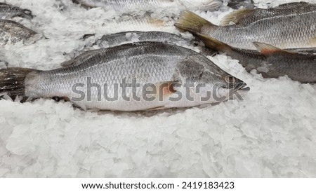 Sea bass in a tray with ice surrounding it