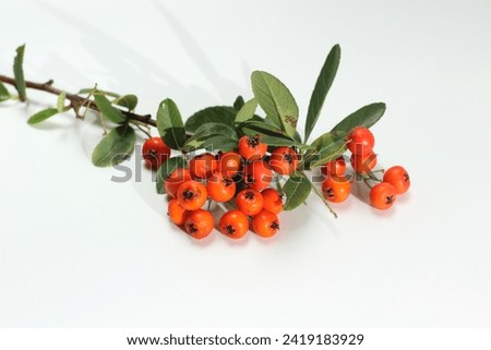 a branch of scarlet firethorn on white background Royalty-Free Stock Photo #2419183929