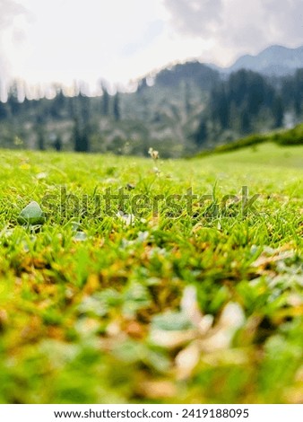 Fresh green grass with dew drops on morning mountain field. Image with white flower background