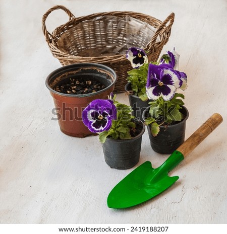Small garden shovel, pansy seedlings and basket container. Transplanting flower seedlings into a container