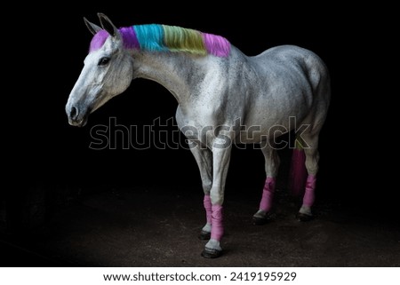 Black background horse portrait body rainbow