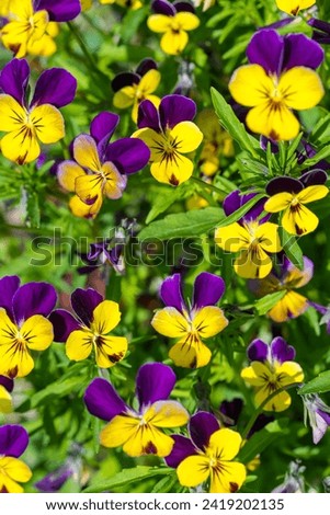 Wild pansy, Johnny-jump-up floral background. Many vibrant viola tricolor purple and yellow pansies flowers in garden in summer Royalty-Free Stock Photo #2419202135