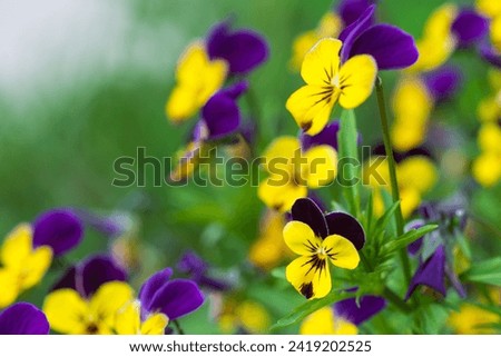 Vibrant viola tricolor purple and yellow pansies flowers in the garden in summer. Wild pansy, Johnny-jump-up floral background with copy space