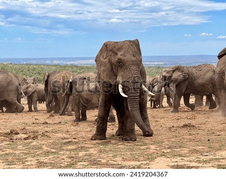 Majestic African elephants in their natural habitat at Addo Elephant National Park, South Africa. This photograph captures the unique moments of these magnificent animals in the wild, showcasing their